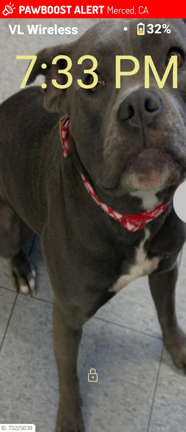 Lost Female Dog last seen STATE HWY 59 IN MERCED CA 95340 OVER BY THE BIKE PATHS 7 11 AM PM GAS STATION, Merced, CA 95341