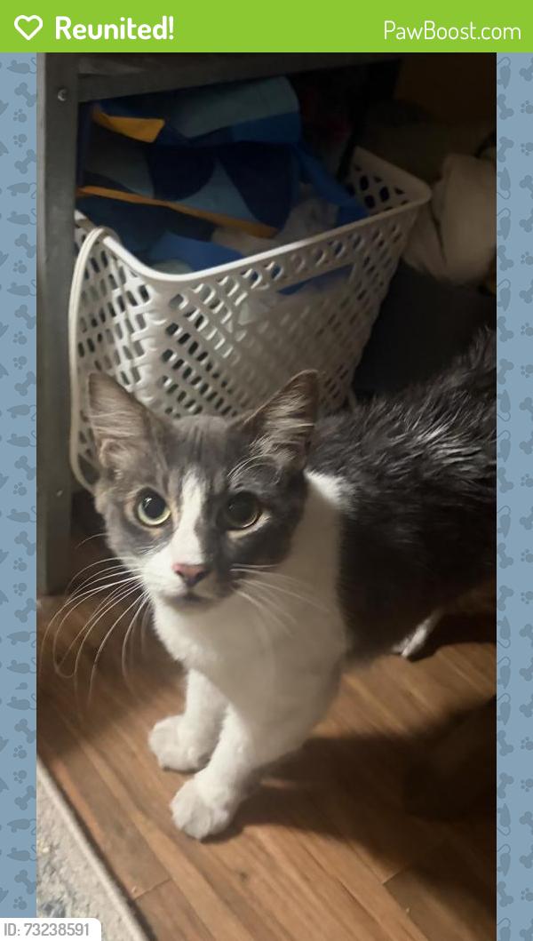 Reunited Female Cat last seen Intersection of Huff street and date street in the water leaf apmts, Vista, CA 92083