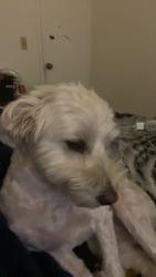 Reunited Male Dog last seen Was running up and down Sherman last scene on Sherman and Amherst, Englewood, CO 80113