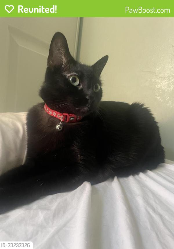 Reunited Female Cat last seen PCH & Atlantic 90813, Long Beach, CA 90806