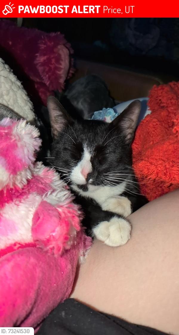Lost Male Cat last seen 700S 600E price utah 84501, Price, UT 84501
