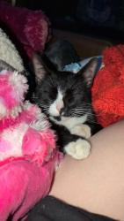 Lost Male Cat last seen 700S 600E price utah 84501, Price, UT 84501