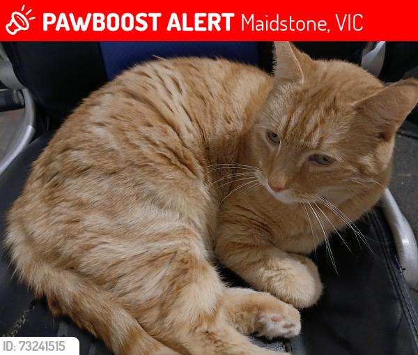 Lost Male Cat last seen Madden St, Maidstone, VIC 3012