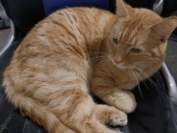 Lost Male Cat last seen Madden St, Maidstone, VIC 3012