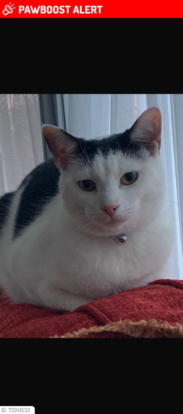 Lost Male Cat last seen Haven Croft, West Yorkshire, England LS16 6SF