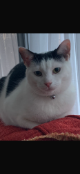Lost Male Cat last seen Haven Croft, West Yorkshire, England LS16 6SF