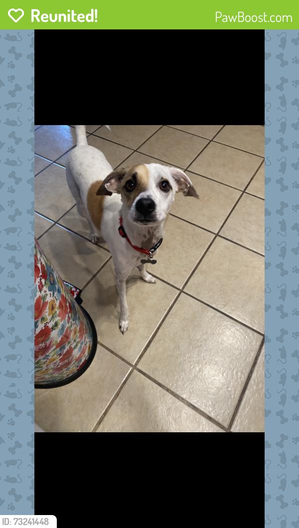 Reunited Male Dog last seen 17th st E Mayo ct, Lancaster, CA 93535