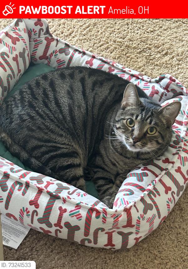 Lost Male Cat last seen Back of the neighborhood of Quail Creek neighborhood, Amelia, OH 45102