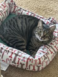 Lost Male Cat last seen Back of the neighborhood of Quail Creek neighborhood, Amelia, OH 45102