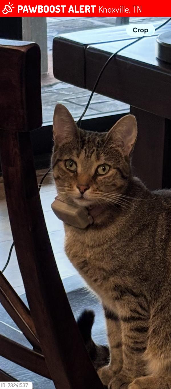 Lost Female Cat last seen Bluegrass and Ebenezer, Knoxville, TN 37922