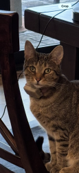 Lost Female Cat last seen Bluegrass and Ebenezer, Knoxville, TN 37922