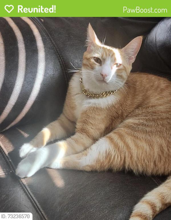 Reunited Male Cat last seen Magnolia Bay Dr in Wooster Trail neighborhood in Baytown TX 77521, Baytown, TX 77521