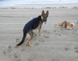 Reunited Female Dog last seen Ran out of the gate on pine ave. Towards 20th st, Long Beach, CA 90806
