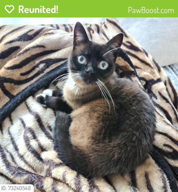 Reunited Female Cat last seen Lantana Drive/ Tussock street, Narre Warren, VIC 3805