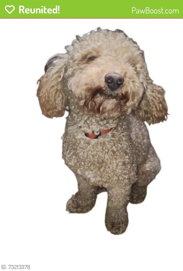 Reunited Male Dog last seen Austrian and Danish area, Grand Prairie, TX 75050