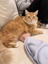 Reunited Female Cat last seen Dalgety Street, Oakleigh, Oakleigh, VIC 3166