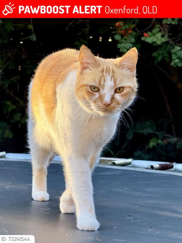 Lost Female Cat last seen Theatre street and camera court, Oxenford, QLD 4210