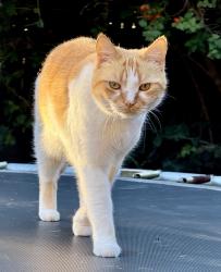 Lost Female Cat last seen Theatre street and camera court, Oxenford, QLD 4210