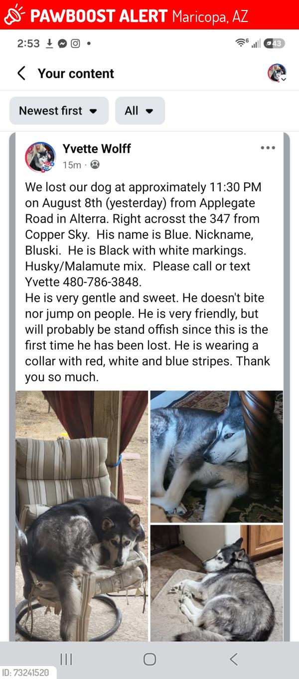 Lost Male Dog last seen Hwy 347 and Alterra Parkway 85139, Maricopa, AZ 85139