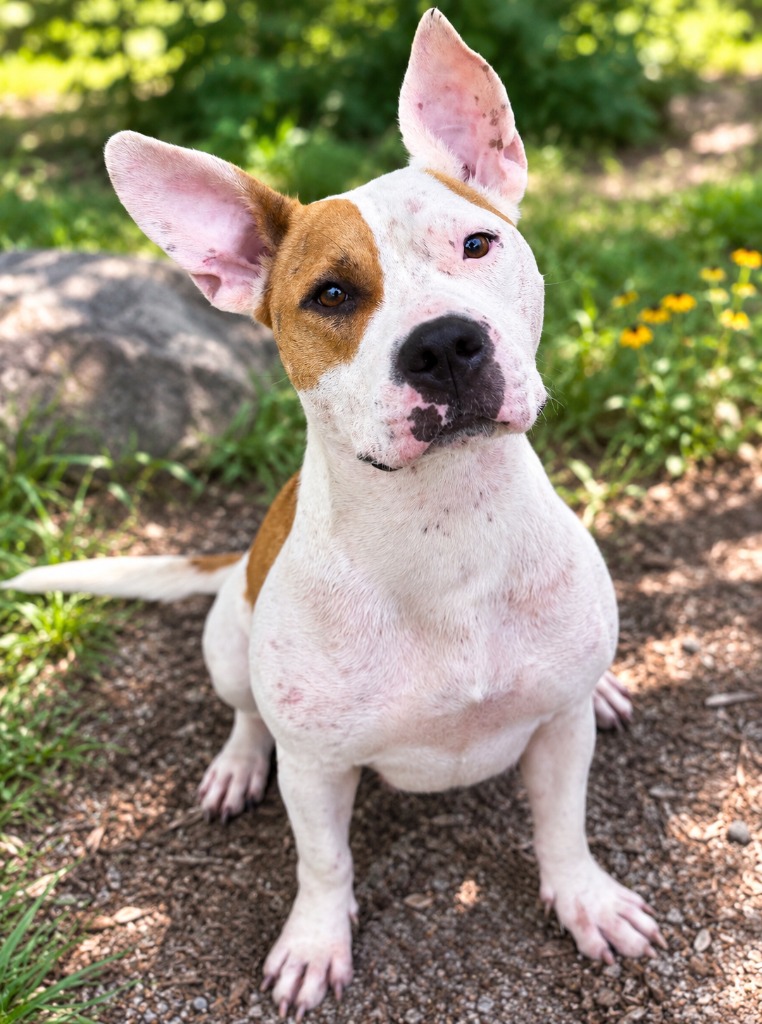 Shelter Stray Female Dog last seen , 5302 Stone St, Chattanooga, TN 37412, USA