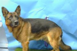 Shelter Stray Male Dog last seen , 216 W Victoria St, Gardena, CA 90248, USA