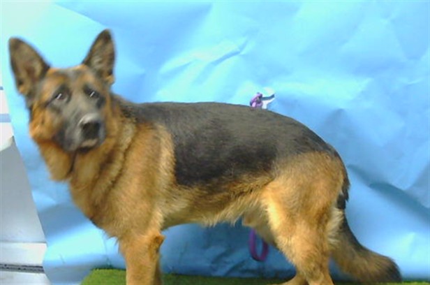 Shelter Stray Male Dog last seen , 216 W Victoria St, Gardena, CA 90248, USA