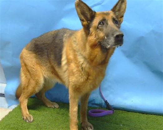 Shelter Stray Female Dog last seen , 216 W Victoria St, Gardena, CA 90248, USA