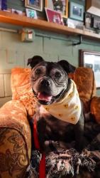 Shelter Stray Female Dog last seen CHARLOTTE, 8315 Byrum Dr, Charlotte, NC 28217, USA