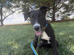 Shelter Stray Female Dog last seen HUNTERSVILLE, 8315 Byrum Dr, Charlotte, NC 28217, USA