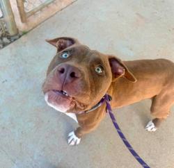 Shelter Stray Male Dog last seen CHARLOTTE, 8315 Byrum Dr, Charlotte, NC 28217, USA