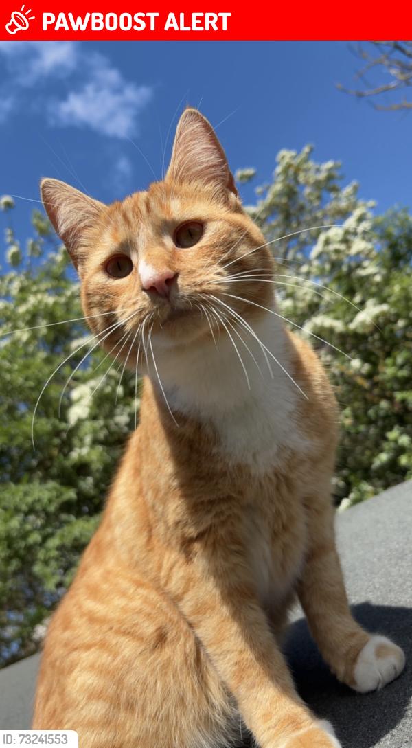 Lost Male Cat last seen Canewdon, Canewdon, England SS4 3FN