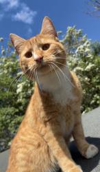 Lost Male Cat last seen Canewdon, Canewdon, England SS4 3FN