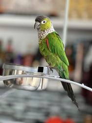 Lost Unknown Bird last seen Keaunui drive, Ewa Beach, HI 96706