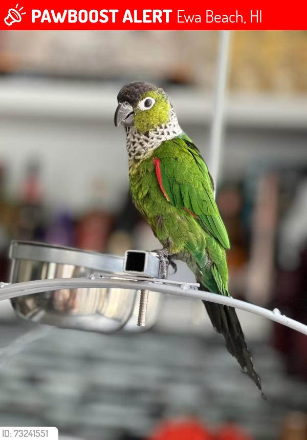 Lost Unknown Bird last seen Keaunui drive, Ewa Beach, HI 96706