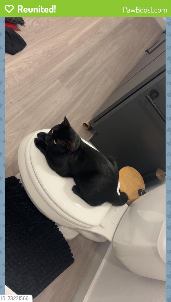 Reunited Male Cat last seen emnora ln new braunfels, New Braunfels, TX 78130