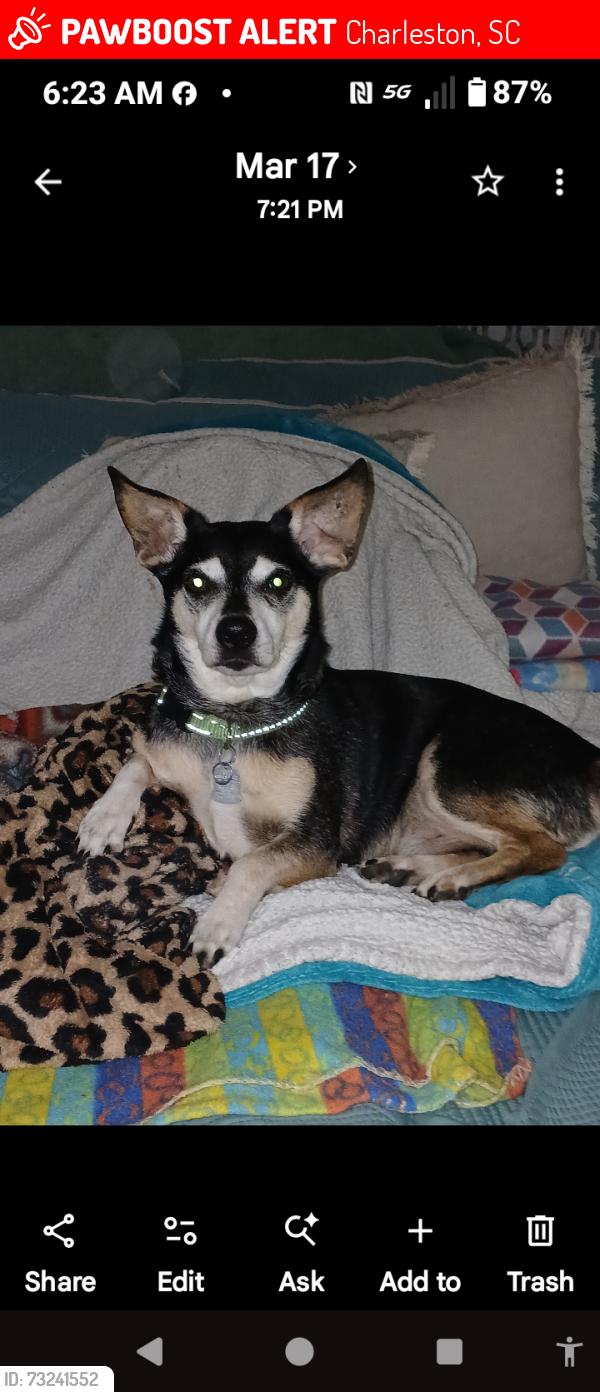 Lost Male Dog last seen Folly Rd, Camp Rd, Charleston, SC 29412
