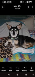 Lost Male Dog last seen Folly Rd, Camp Rd, Charleston, SC 29412
