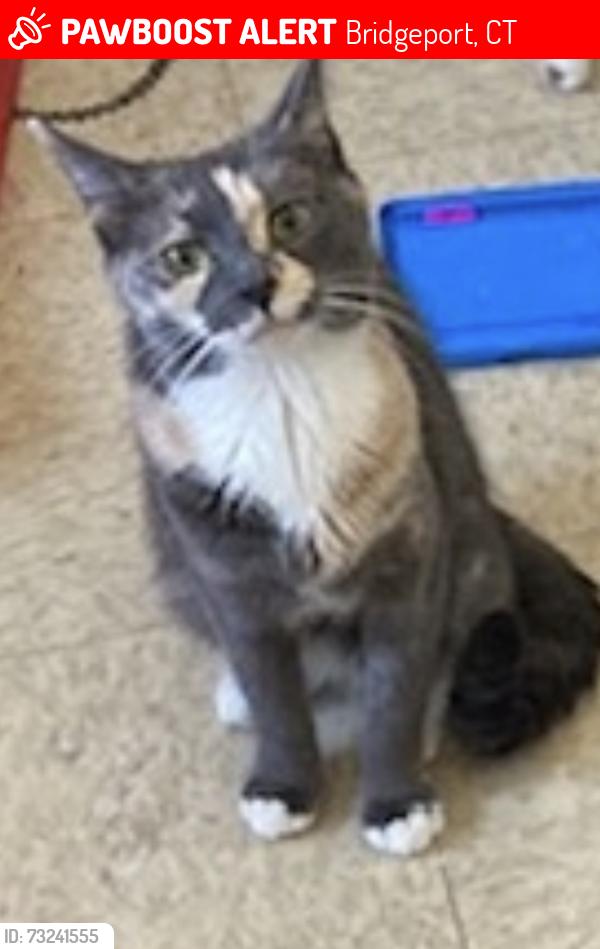 Lost Male Cat last seen Anthony St Bridgeport CT, Bridgeport, CT 06605
