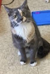 Lost Male Cat last seen Anthony St Bridgeport CT, Bridgeport, CT 06605