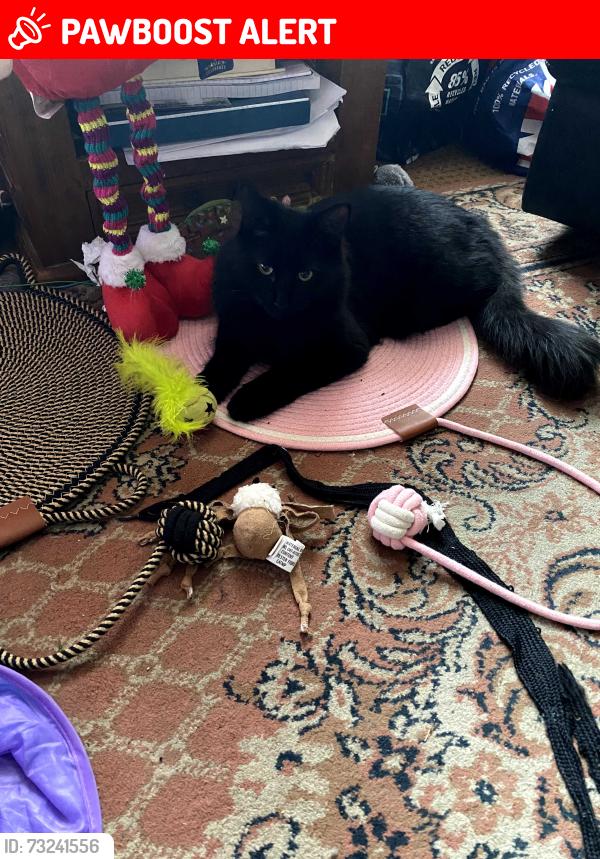 Lost Male Cat last seen St augustine park albert road addlestone, Addlestone, England 