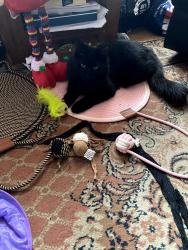 Lost Male Cat last seen St augustine park albert road addlestone, Addlestone, England 