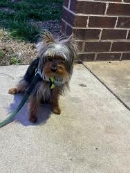 Lost Male Dog last seen Lost Knife Circle Montgomery Village, Gaithersburg, MD 20886