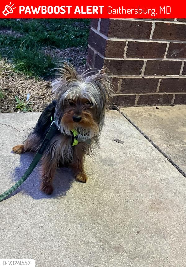Lost Male Dog last seen Lost Knife Circle Montgomery Village, Gaithersburg, MD 20886