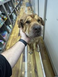 Found/Stray Male Dog last seen Wilton drive, Wilton Manors, FL 33305
