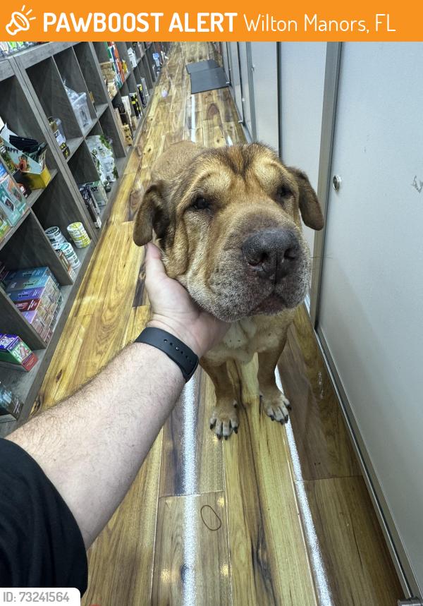 Found/Stray Male Dog last seen Wilton drive, Wilton Manors, FL 33305