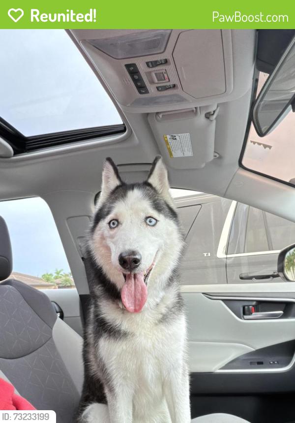 Reunited Female Dog last seen 172nd ter, Richmond West, FL 33177