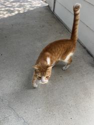 Found/Stray Unknown Cat last seen West Road, Houston, TX 77095