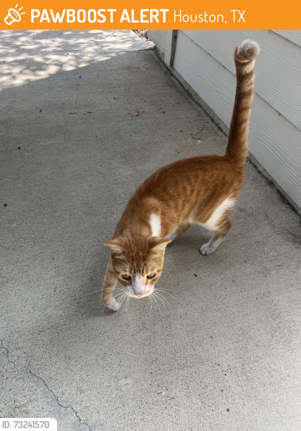 Found/Stray Unknown Cat last seen West Road, Houston, TX 77095