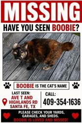 Lost Female Cat last seen Avenue T and Highlands, Santa Fe, TX 77510