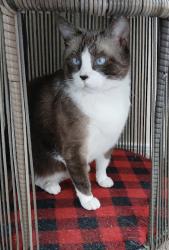 Lost Female Cat last seen Fontana, Fontana, CA 92335